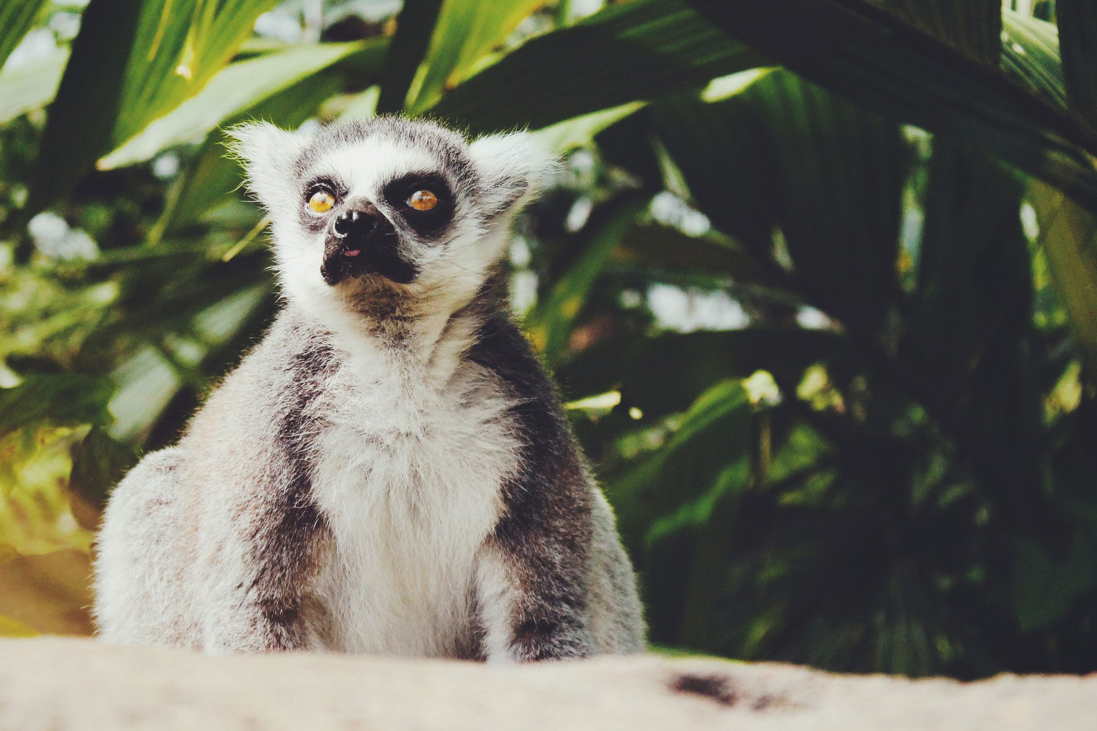 Foto - Lemur Afrikas gruenes Herz - Erik Jan-leusink - jJlRbswhhTU - unsplash